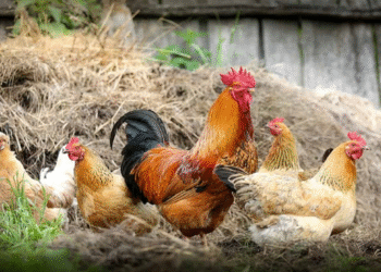 المنصورة للدواجن تتصدر تداولات البورصة بقيمة 325.7 مليون جنيه